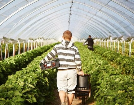 worker in field image