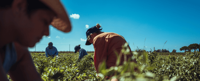 Personas recolectando en agricultura