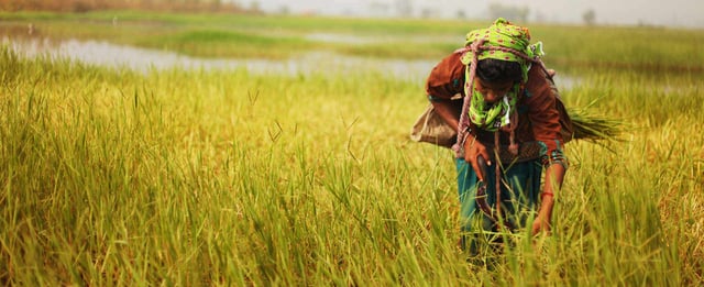 Mulher trabalhando em área agrícola alagada durante atividade no campo
